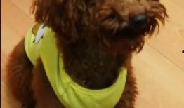 爆料泰迪是谁说的话啊视频,揭秘“爆料泰迪是谁”视频背后的真相与争议